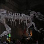 NY - museum of natural history