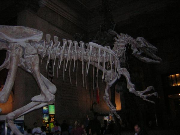 NY - museum of natural history