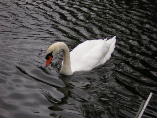 St. James Park