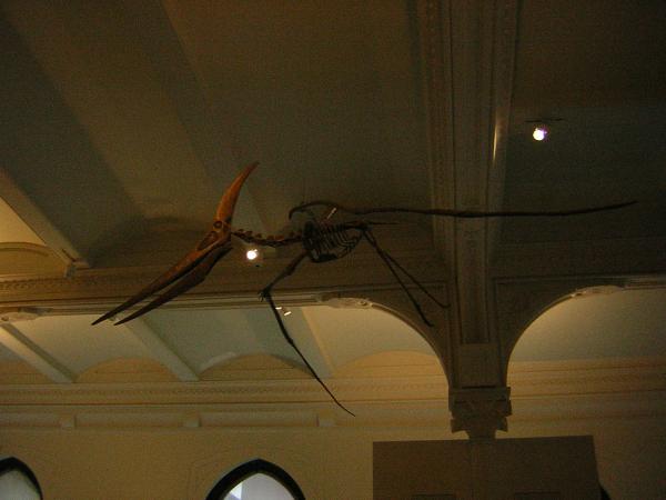 NY - Natural history museum